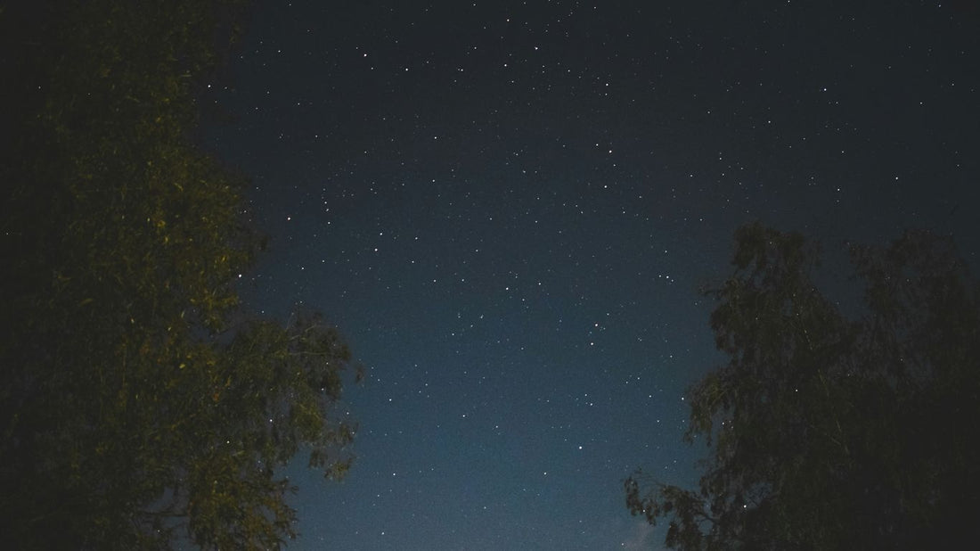 trees and stars in the sky