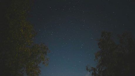 trees and stars in the sky